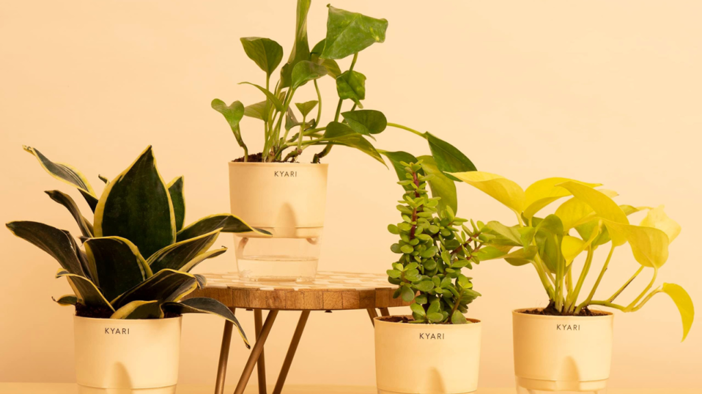 Indoor Plants and Greenery