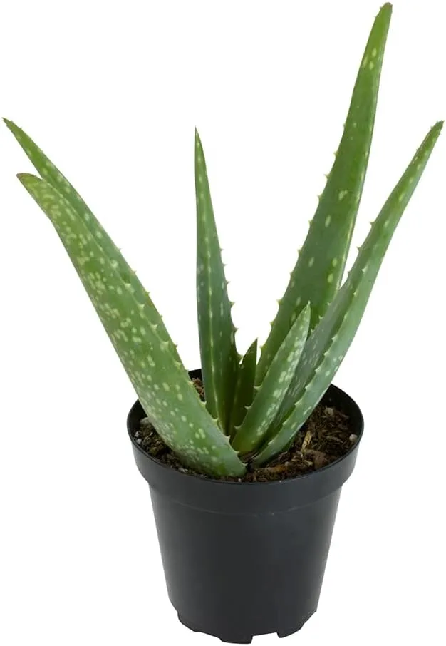 51ldloeadzl. Ac sx679